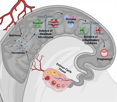 Importance of the female reproductive tract microbiome and its relationship with the uterine environment for health and productivity in cattle: A review